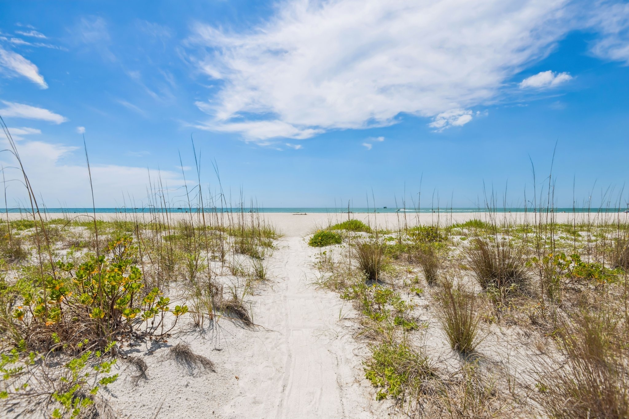 Protected dunes and sea oats along Sand Key beach in Clearwater Beach FL